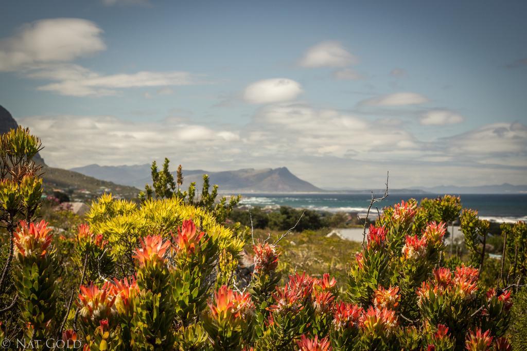 The Trailhouse Hotel Bettyʼs Bay Kültér fotó